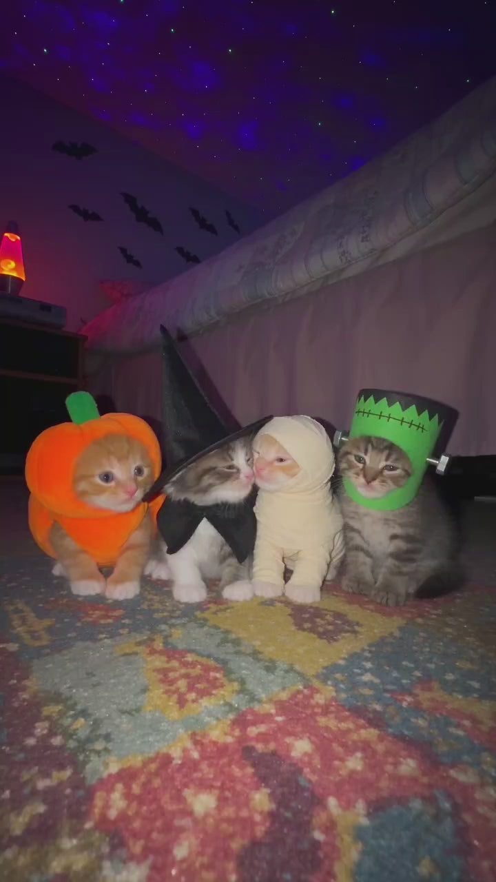 Custom kitty video example: Scary Ghost